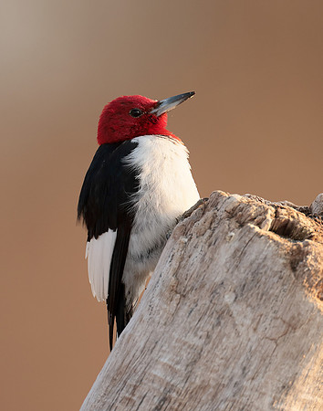 Red-headed Woodpecker Melanerpes erythrocephalus
