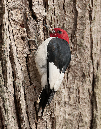 Red-headed Woodpecker Melanerpes erythrocephalus