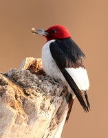 Red-headed Woodpecker Melanerpes erythrocephalus