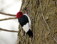 Red-headed Woodpecker Melanerpes erythrocephalus
