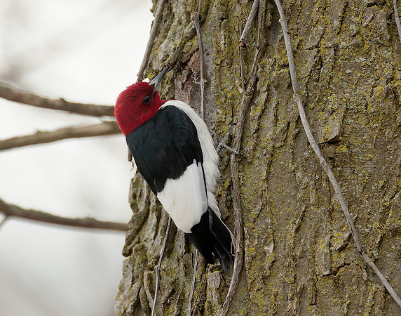Red-headed Woodpecker Melanerpes erythrocephalus