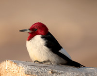 Red-headed Woodpecker Melanerpes erythrocephalus