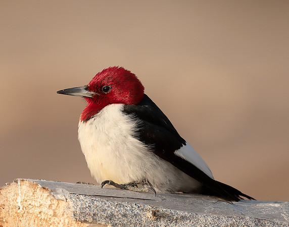 Red-headed Woodpecker Melanerpes erythrocephalus