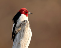 Red-headed Woodpecker Melanerpes erythrocephalus