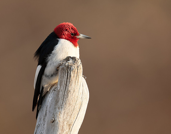 Red-headed Woodpecker Melanerpes erythrocephalus