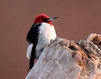 Red-headed Woodpecker Melanerpes erythrocephalus