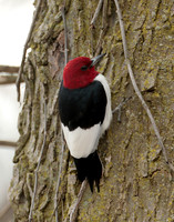 Red-headed Woodpecker Melanerpes erythrocephalus