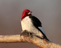 Red-headed Woodpecker Melanerpes erythrocephalus