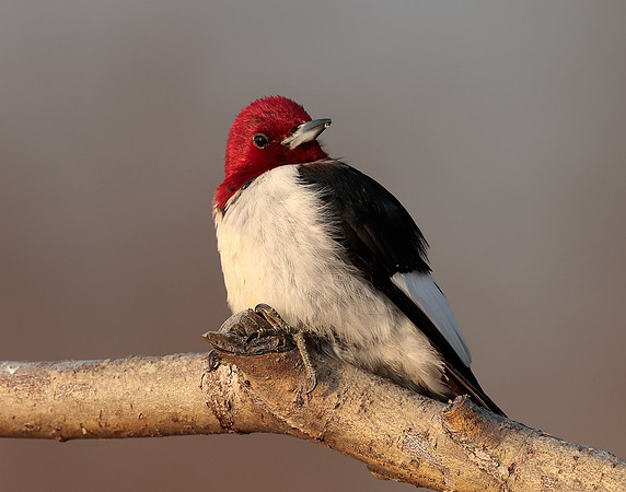 Red-headed Woodpecker Melanerpes erythrocephalus