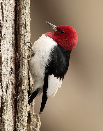 Red-headed Woodpecker Melanerpes erythrocephalus