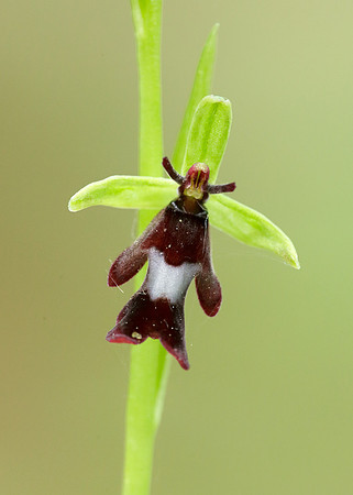Fly Orchid Ophrys insectifera