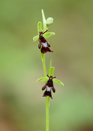Fly Orchid Ophrys insectifera