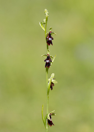 Fly Orchid Ophrys insectifera