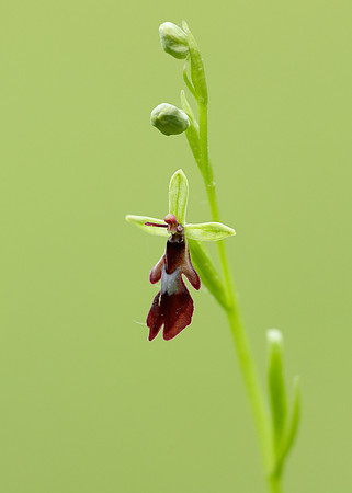 Fly Orchid Ophrys insectifera