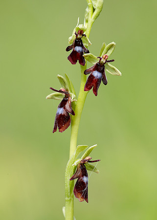 Fly Orchid Ophrys insectifera