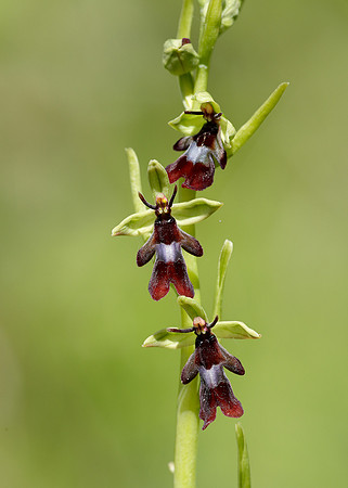 Fly Orchid Ophrys insectifera