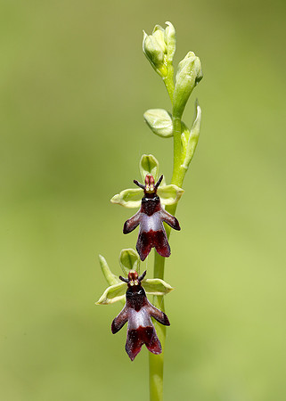 Fly Orchid Ophrys insectifera