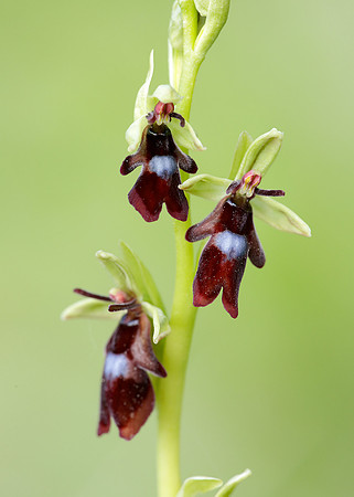 Fly Orchid Ophrys insectifera