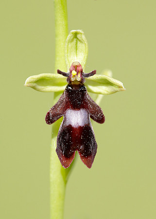 Fly Orchid Ophrys insectifera