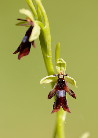 Fly Orchid Ophrys insectifera