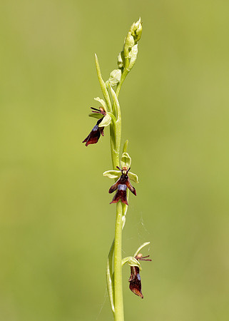 Fly Orchid Ophrys insectifera