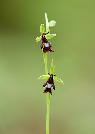 Fly Orchid Ophrys insectifera