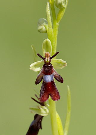 Fly Orchid Ophrys insectifera