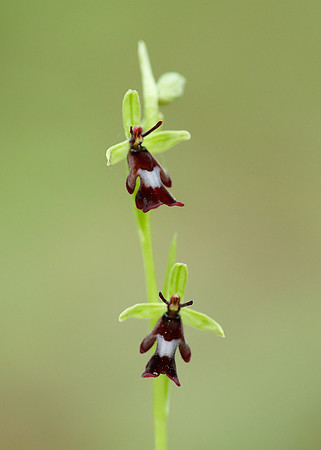 Fly Orchid Ophrys insectifera