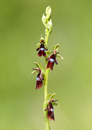 Fly Orchid Ophrys insectifera