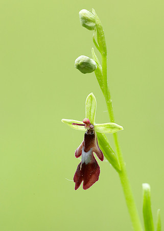 Fly Orchid Ophrys insectifera