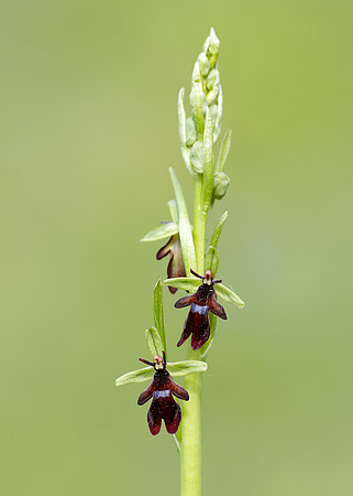Fly Orchid Ophrys insectifera
