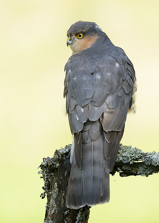 Sparrowhawk Accipiter nisus