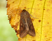 73.076 BF2400 Scarce Bordered Straw Helicoverpa armigera