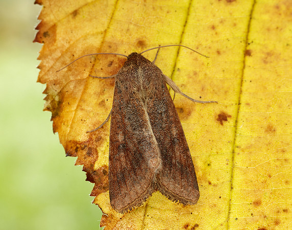 73.076 BF2400 Scarce Bordered Straw Helicoverpa armigera