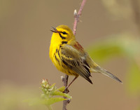 Prairie Warbler Setophaga discolor