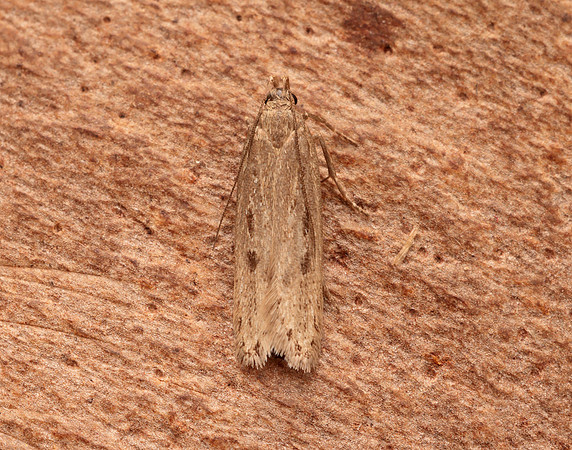 35.017 BF797 Neofaculta ericetella