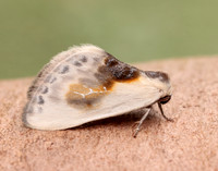 65.007 BF1651 Chinese Character Cilix glaucata