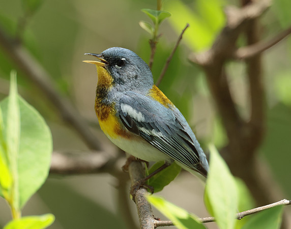 Northern Parula