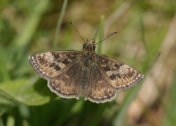 Dingy Skipper Erynnis tages