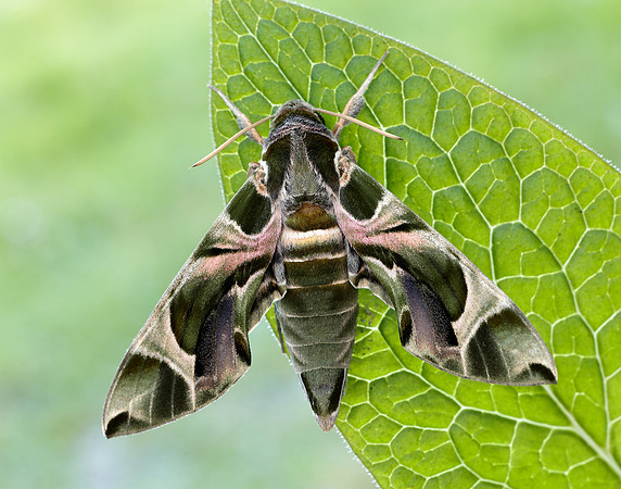 69.011 BF1985 Oleander Hawk-moth Daphnis nerii