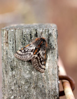 70.249 BF1929 Rannoch Brindled Beauty Lycia lapponaria