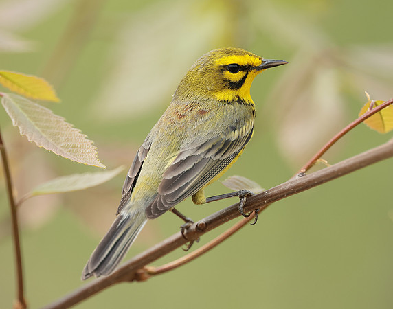 Prairie Warbler Setophaga discolor