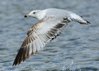 Ring-billed Gull Larus delawarensis