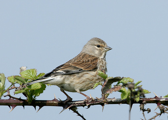 Linnet Carduelis cannabina