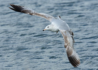 Ring-billed Gull Larus delawarensis