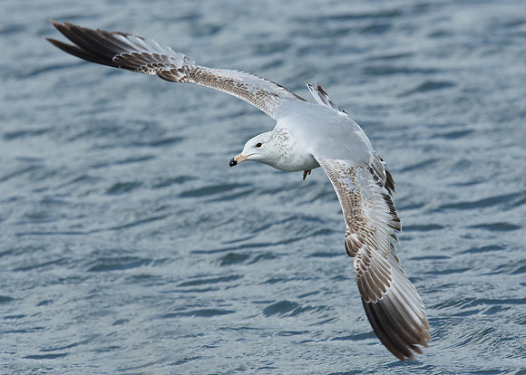 Ring-billed Gull Larus delawarensis