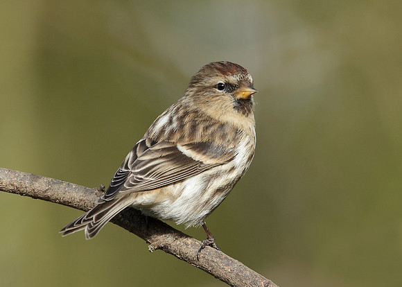 Redpoll Carduelis flammea