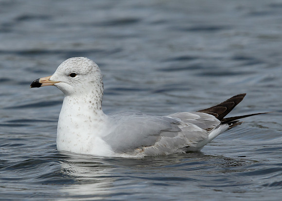 Ring-billed Gull Larus delawarensis