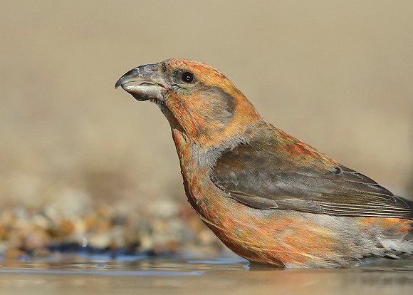 Crossbill Loxia curvirostra