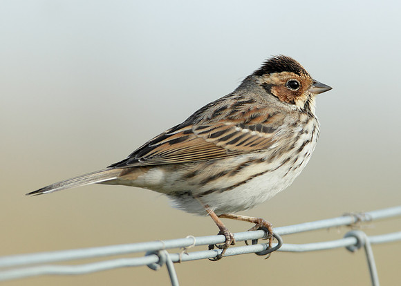 Little Bunting Emberiza pusilla